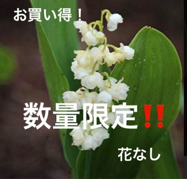 山野草 八重咲きすずらん 抜き苗