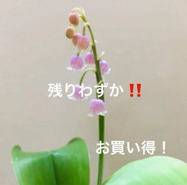 山野草 すずらん 抜き苗