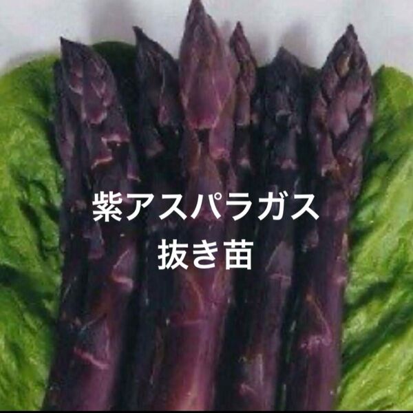 紫アスパラガス 抜き苗 3本