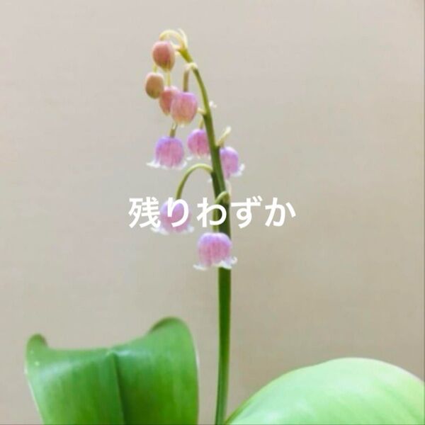 山野草 すずらん ピンク お花付き抜き苗