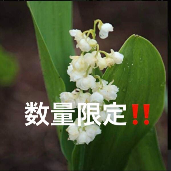 山野草 八重咲きすずらん 抜き苗