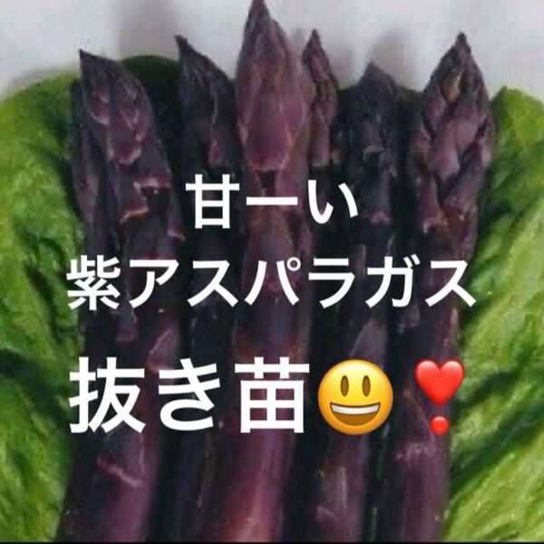紫アスパラガス 抜き苗