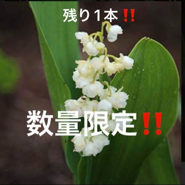 山野草 八重咲きすずらん 抜き苗