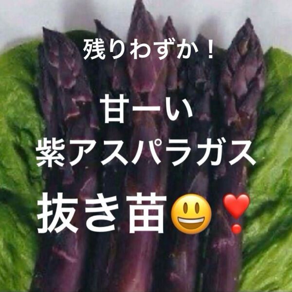 紫アスパラガス 抜き苗 小さめ4株