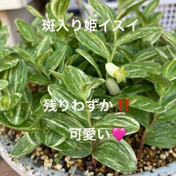 山野草 斑入り姫イズイ 抜き苗