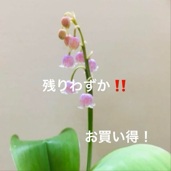 山野草 すずらん ピンク 抜き苗