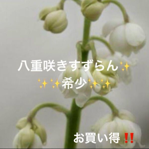 山野草 すずらん 八重咲き すずらん 抜き苗