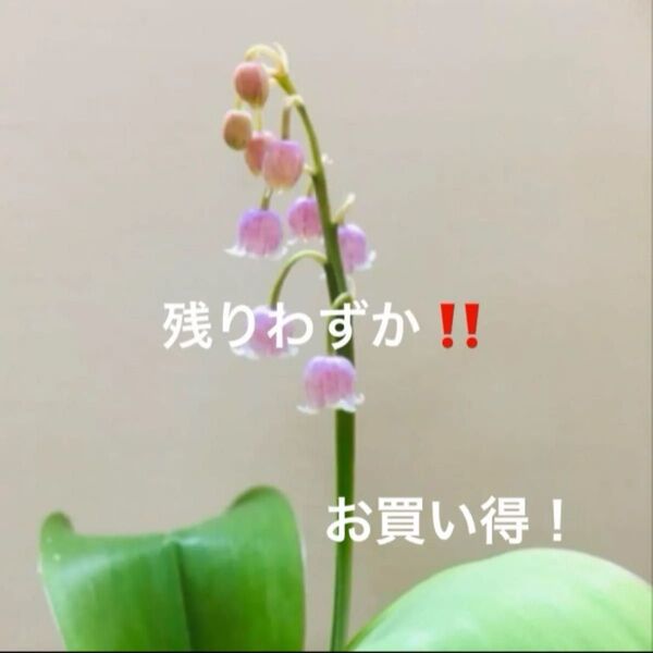 山野草 すずらん ピンク 花なし抜き苗
