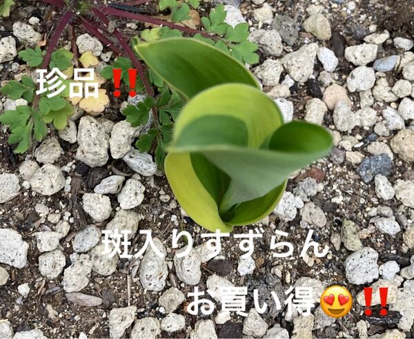 山野草 斑入りすずらん 抜き苗