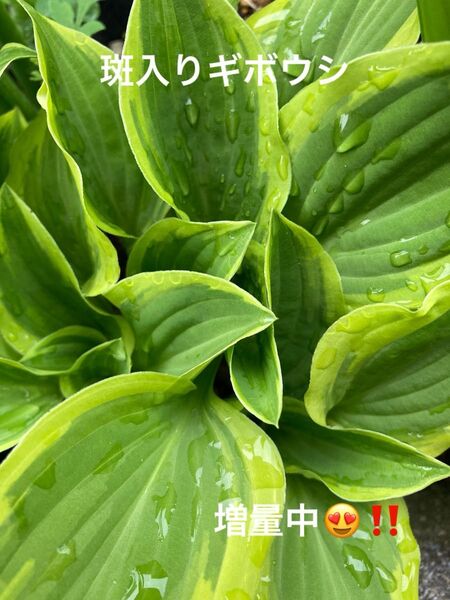 斑入りギボウシ 抜き苗