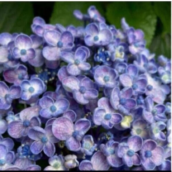 おたふく紫陽花挿し穂用カット 4本 ウズアジサイ