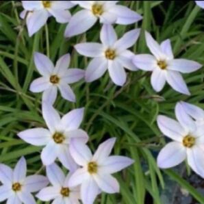 花ニラ球根 イフェイオン 薄むらさき サイズ色々あり ①