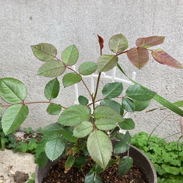 ミニバラ一 2苗 赤系