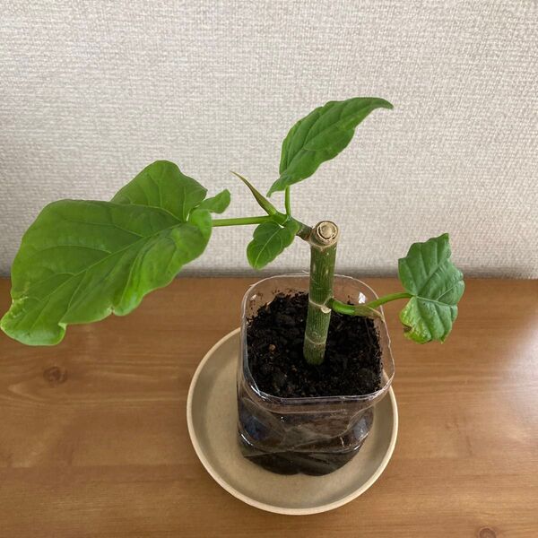 観葉植物 ウンベラータ 卓上グリーンインテリア
