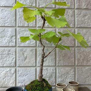 小品盆栽 イチョウ