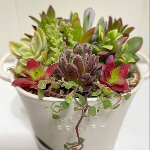 多肉植物 寄せ植え 根付き苗 カット苗 抜き苗