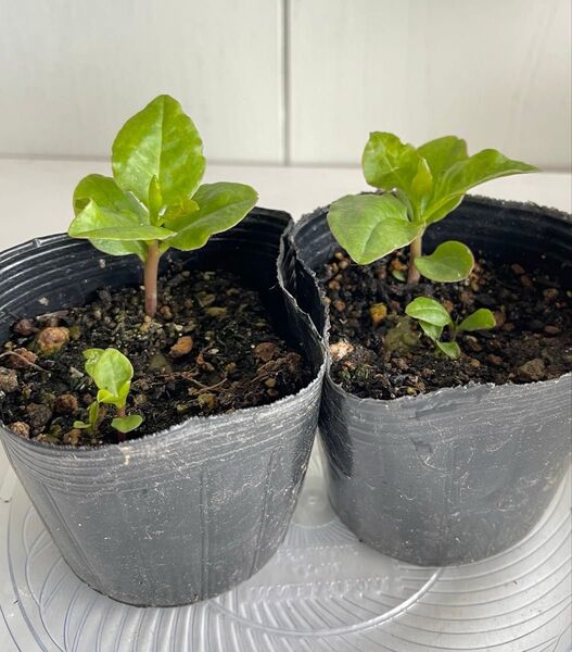 健康野菜 栄養価豊富 オカワカメ 雲南百薬 ポット苗 抜き苗