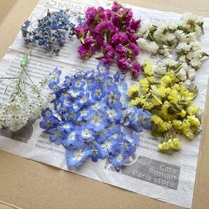 ドライフラワー ネモフィラ スターチス ハイブリッドスターチス ワスレナグサ 花材 ハーバリウム レジン