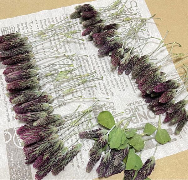 ドライフラワー ストロベリーキャンドル ストロベリートーチ 茎付き 100