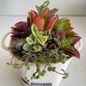 多肉植物 寄せ植え 根付き苗 カット苗 抜き苗