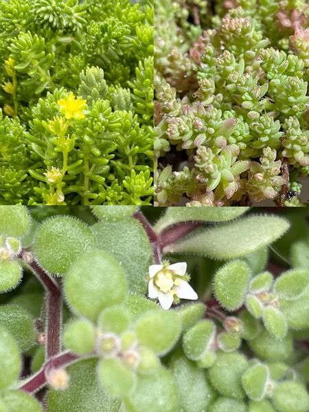 多肉植物 セダム 詰め合わせ 寄せ植え グランドカバー 雑草対策にも!