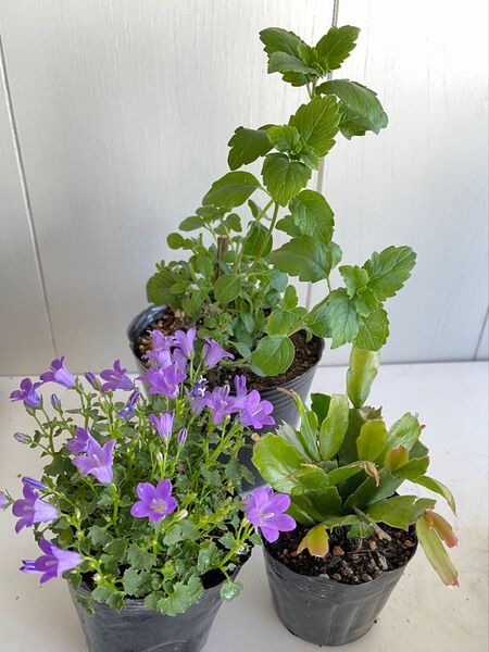 ベルフラワー ダンギク シャコバサボテン 3種 花苗