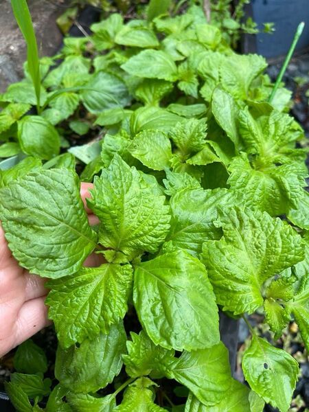 ハーブ 健康野菜 青しそ 5株 赤しそ5株 抜き苗 赤紫蘇10株でもOK 6/11までの出品