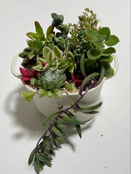 多肉植物 寄せ植え 根付き苗 カット苗 抜き苗