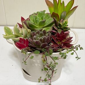 多肉植物 寄せ植え 根付き苗 カット苗 抜き苗