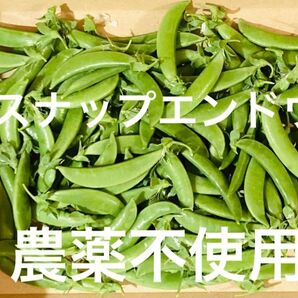 スナップエンドウ 農薬不使用 約500g