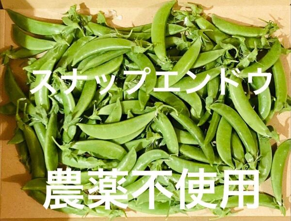 スナップエンドウ 農薬不使用 約500g