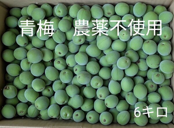 青梅 農薬不使用 6キロ