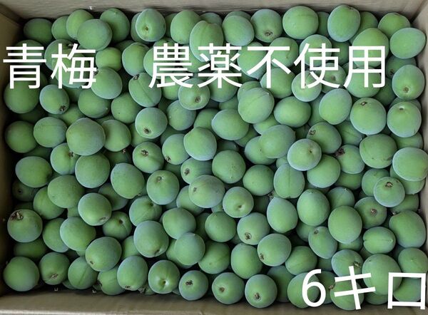 青梅 農薬不使用 6キロ