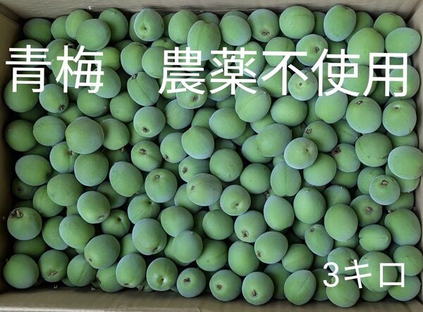 青梅 農薬不使用 3キロ