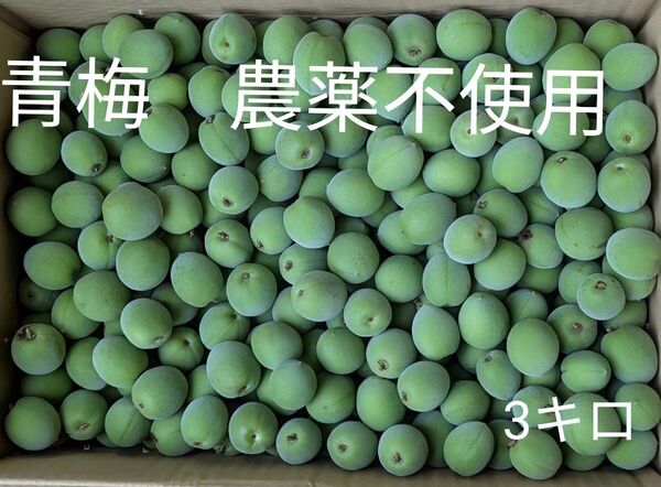 青梅 農薬不使用 3キロ箱込み