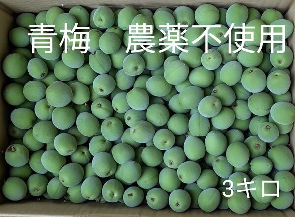 青梅 農薬不使用 3キロ