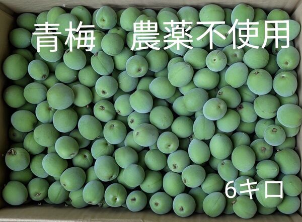 青梅 農薬不使用 6キロ