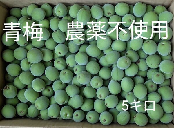 青梅 農薬不使用 約5キロ