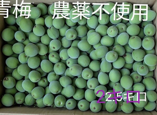 青梅 農薬不使用 2キロ箱込み