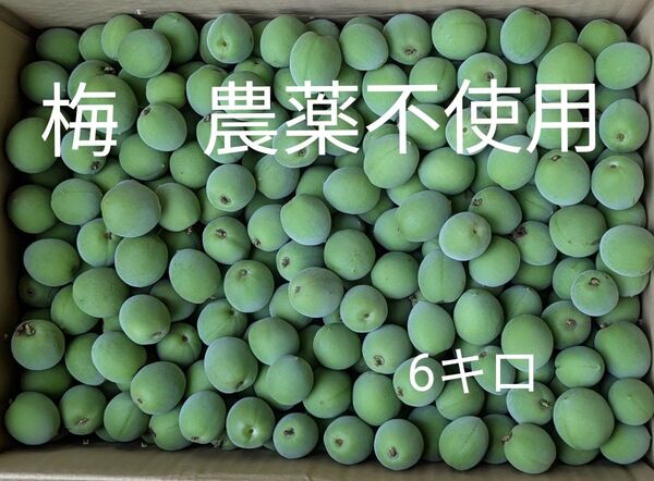 梅 農薬不使用 6キロ
