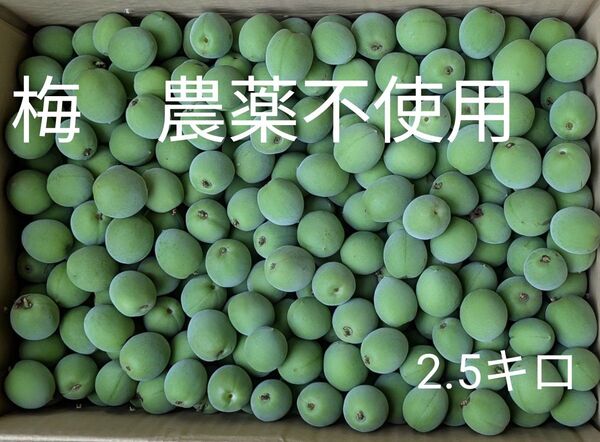 梅 農薬不使用 約2.5キロ