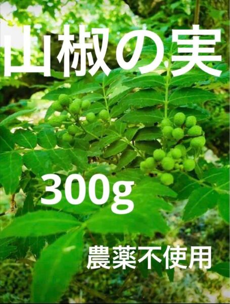 山椒の実 農薬不使用 300g