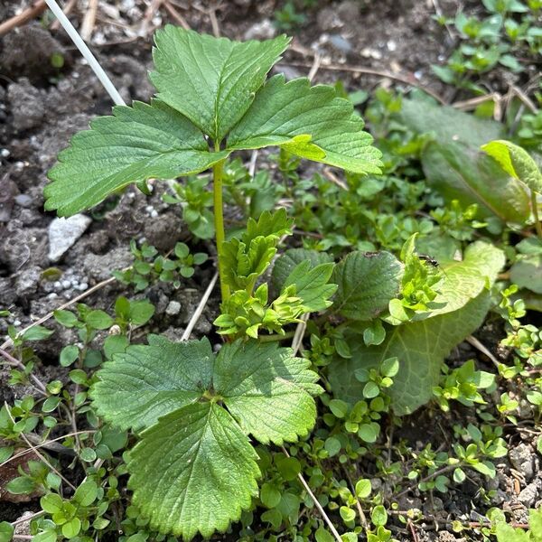 北海道産 越冬 希少 白いちご苗 2株 抜き苗 路地栽培 白いちごの品種は不明フラガリア? 4年株わけいちご苗