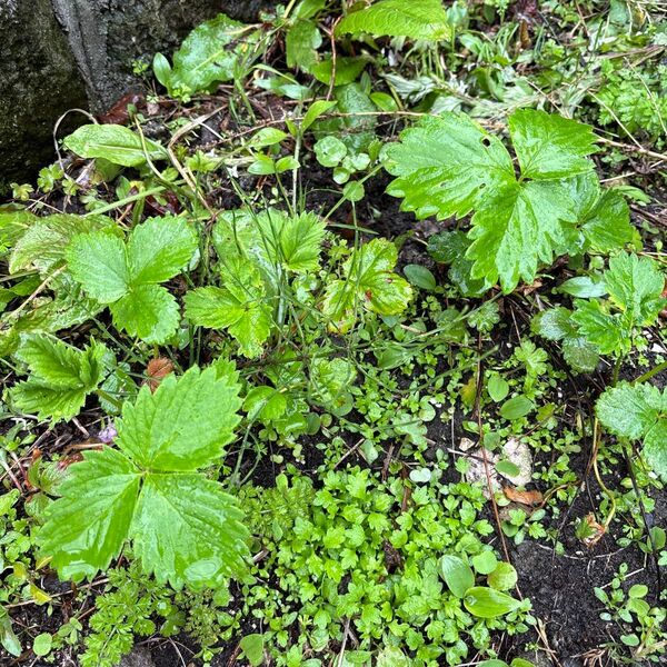 北海道産 白いちご苗 株つき 二つ 根っこつき配送 庭には、白いちご苗しか栽培されてません 4年株
