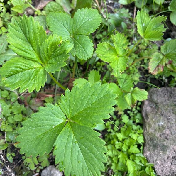 北海道産 白いちご苗 二つ苗 3年株 天使のいちごのみ植え付け 関西方面配送時間かかります