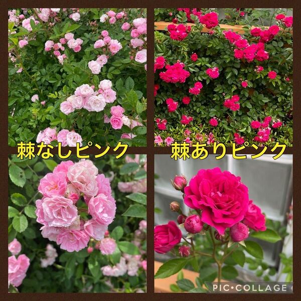 つるバラ ピンク色 棘なし 棘あり 押し穂 各5本(10本)