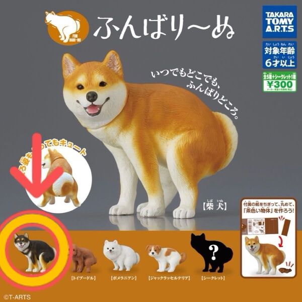 ふんばりーぬ 黒柴犬 ガチャ