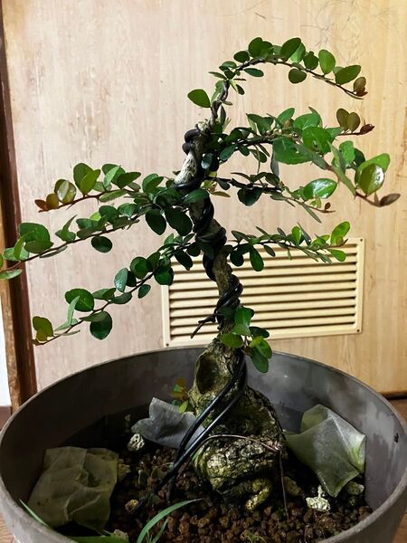 ハリツルマサキ盆栽素材(実生から30年以上)