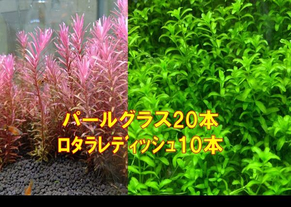 水中葉 パールグラス20本 ロタラレディッシュ10本 ※スネールいません