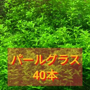 水草 パールグラス40本+α 水中葉 ※スネールいません